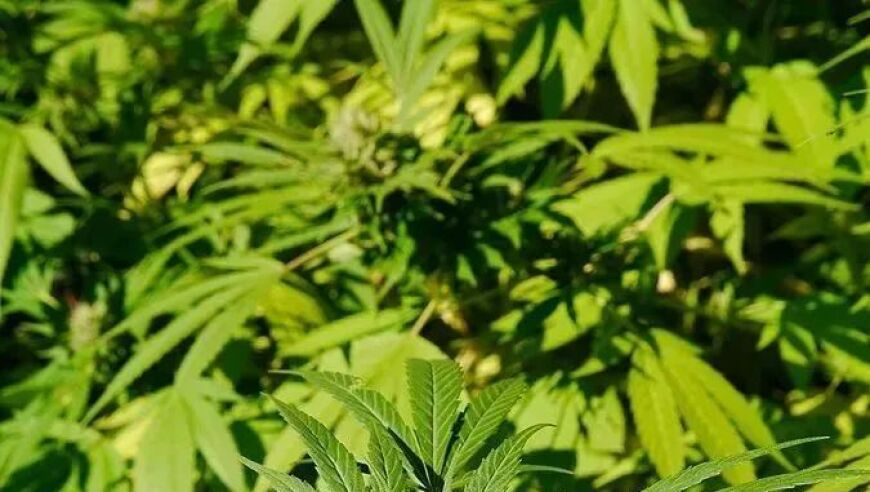 澳门肖一肖一码资料香港,各地文旅还是没放过陈都灵跳舞,前瞻性战略落实探讨_完整版V9.14